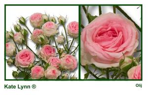 ROSE BR. KATE LYNN 60